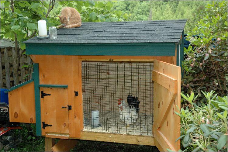 How to Build a Chicken Coop: Simple Steps and Instructions
