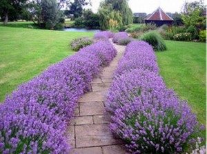 landscaping with lavender