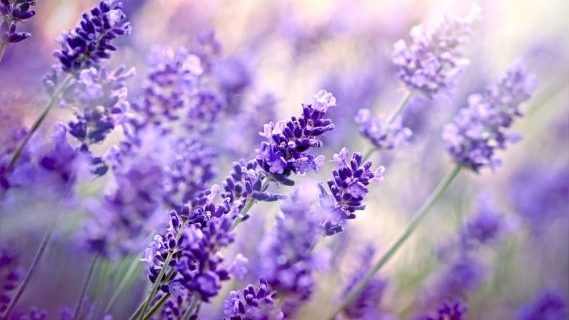 lavender flowers thumb e1469545842502