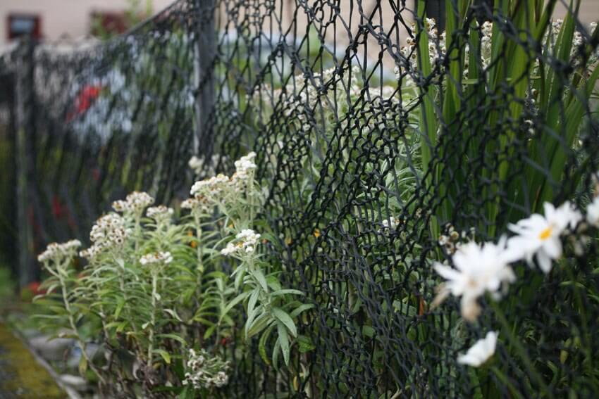 lace garden fence