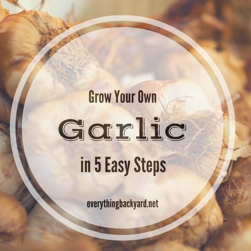 how to grow garlic at home