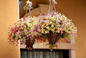 hanging plant hooks with flowers in bloom