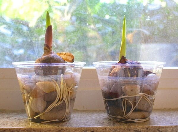 how-do-plants-grow-project-for-kids
