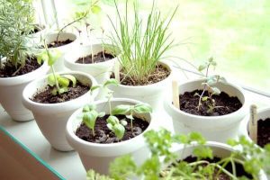 indoor herb garden plants in pots near the window