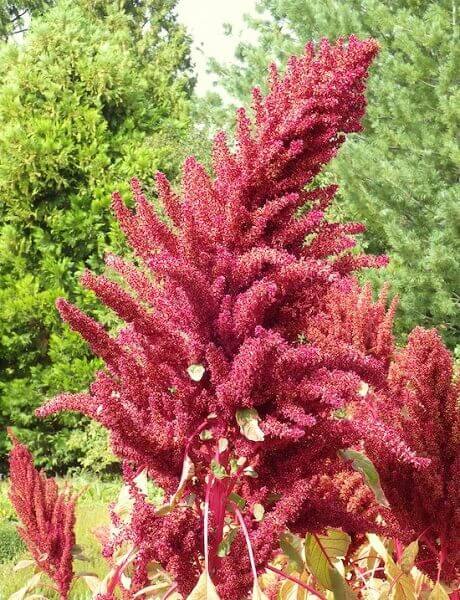 red butte garden-amaranthus