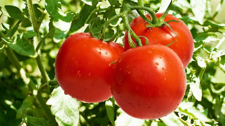 1 close up of three tomatoes dripping with water
