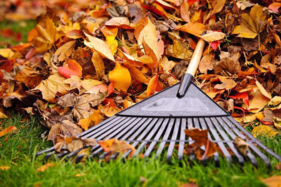 1 close up rake on a pile of brown and red leaves
