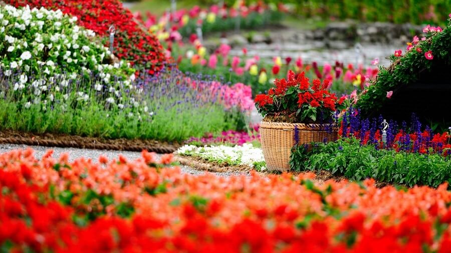 1 flower garden filled with colorful flowers