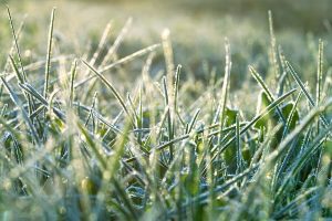 1 grass leaves covered with frost