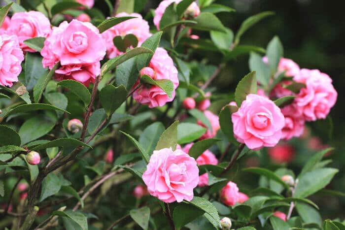 camellia shrub with pink flowers