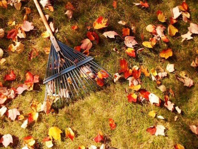 Winter Lawn Care 101: All You Need to Know About Protecting Your Lawn