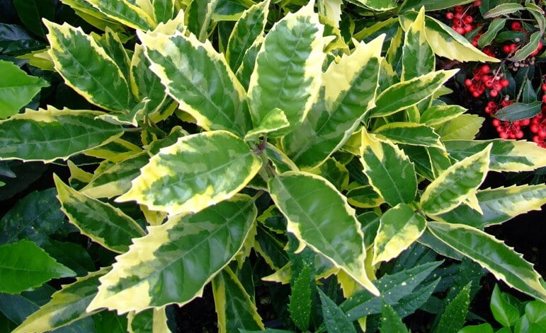 Aucuba evergreen shrub