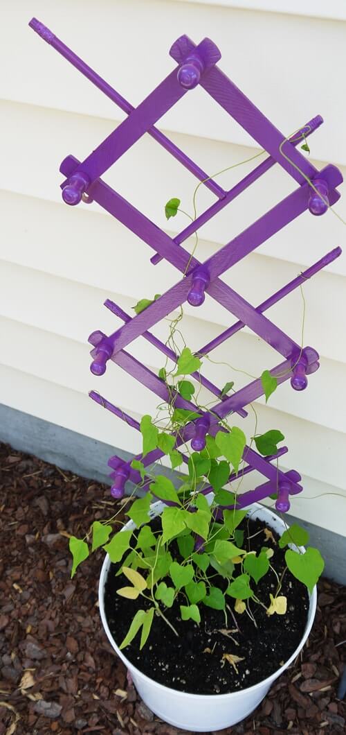 flower pot containing a small purple trellis