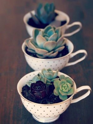 teacup succulents