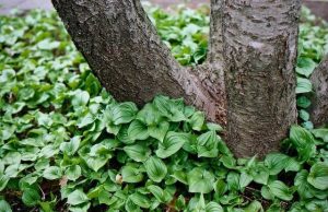 1 ground cover plants next to a tree