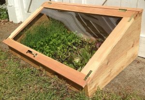 1 plants growing in a cold frame