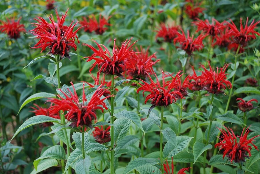 1 red bee balm flowers