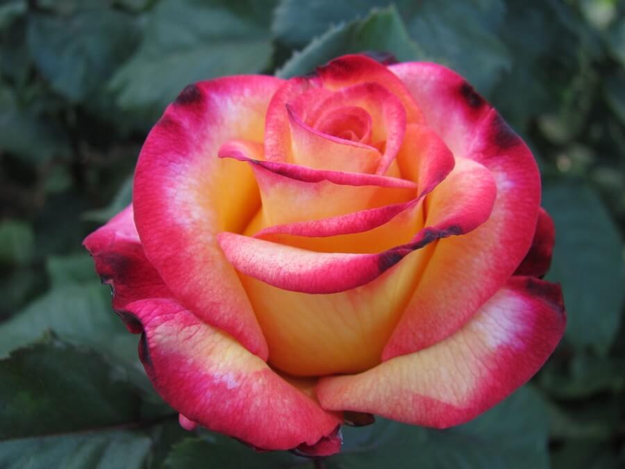 close up image of a dream come true rose 