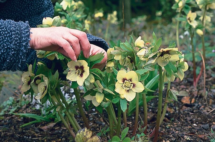 woman checking some hellebores flowers