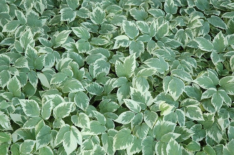 bishop's weed ground cover plants