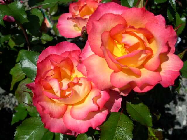 three rainbow sorbet roses