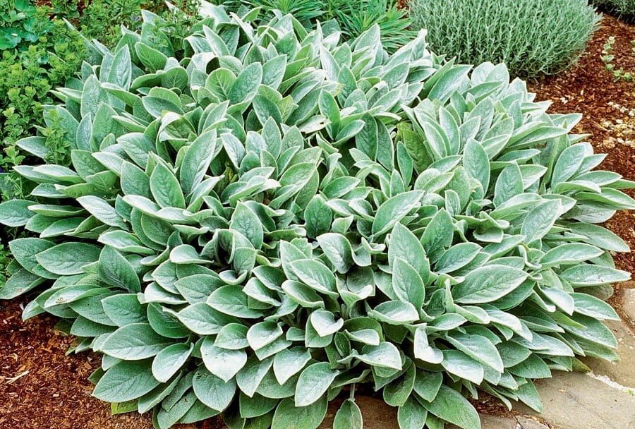 lamb's ear ground cover plants