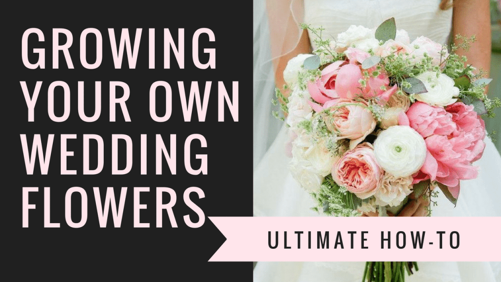 how to grow your own wedding flowers