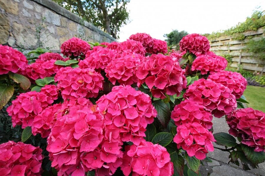 1 pink flowering shrub