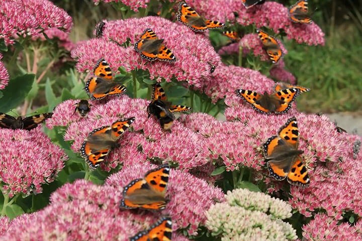 many butterflies on top of sedum flowers