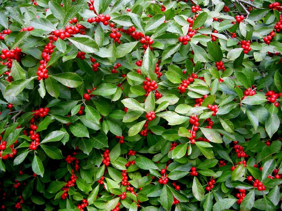winterberry shrub with red berries