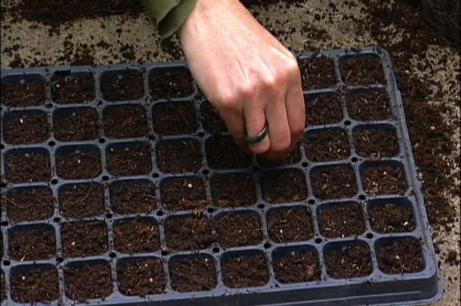woman placing seeds in a seedling tray