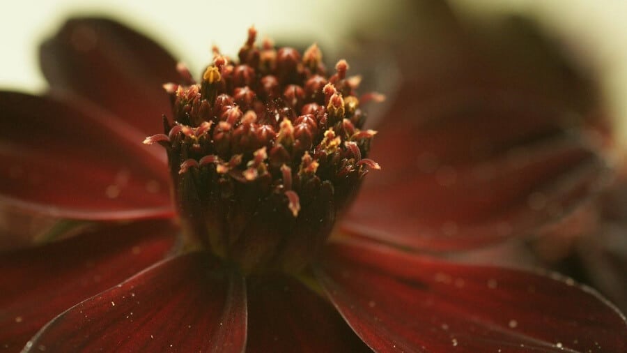 close up of the center of a chocolate cosmos flower