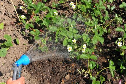 watering strawberry plants