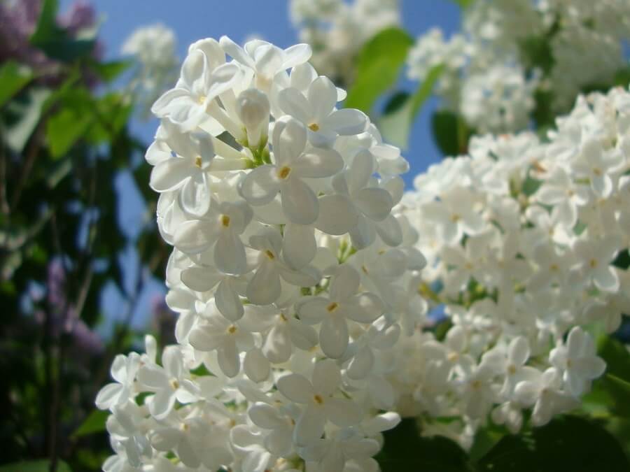 white lilac flowers