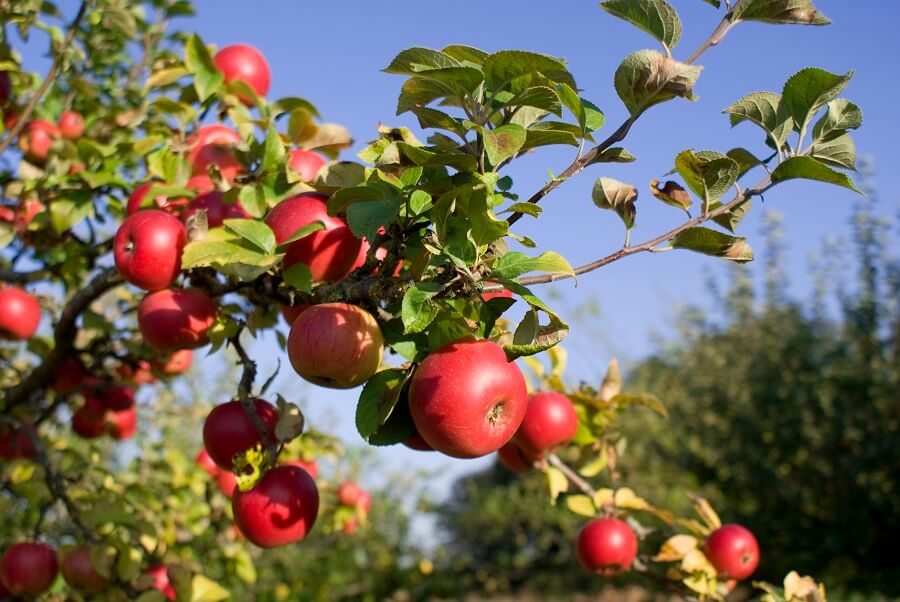 Apple Tree Care 101 How To Plant And Maintain Apple Trees Apple Tree Care 101 How To Plant And Maintain Apple Trees