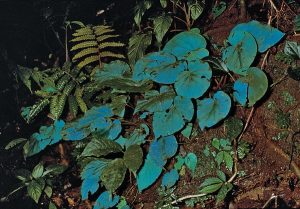 1 blue begonia flower