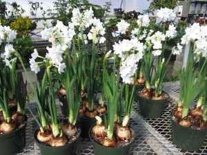 1 paperwhites in plastic containers