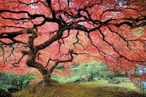 1 pink japanese maple
