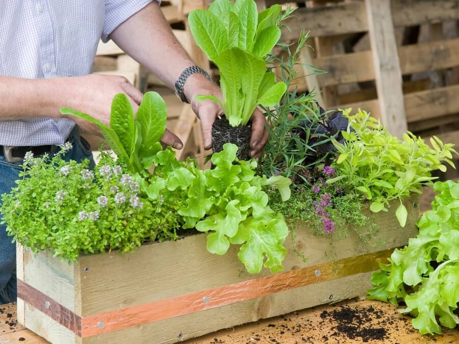 1 planting herbs in a window box