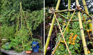1 tomatoes growing on a bamboo trellis