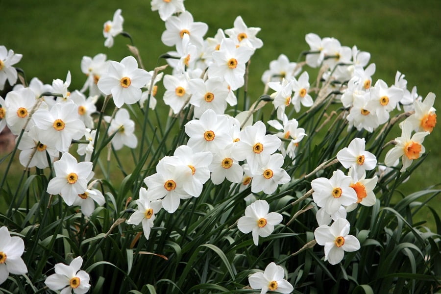 1 white narcissus flowers