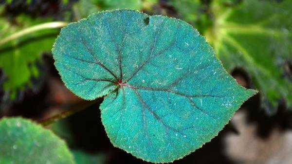 a blue begonia leaf