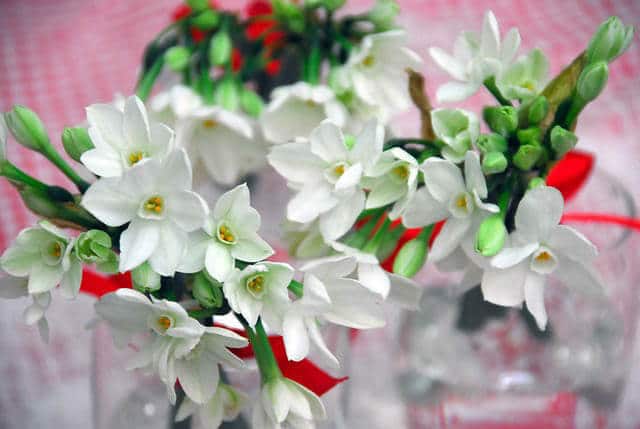paperwhite flowers bouquet