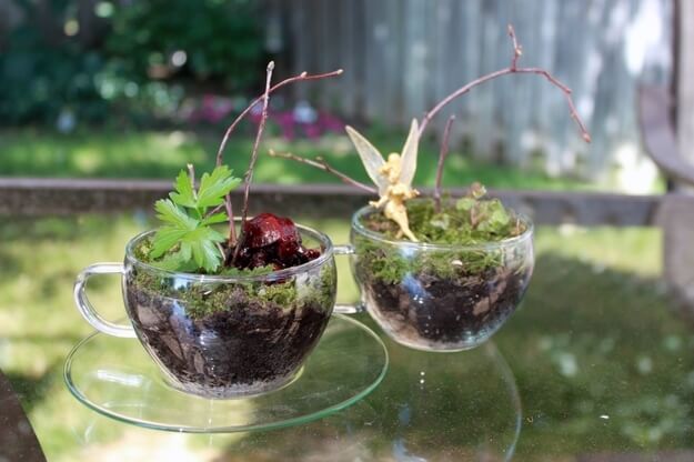 two teacups used as terrariums