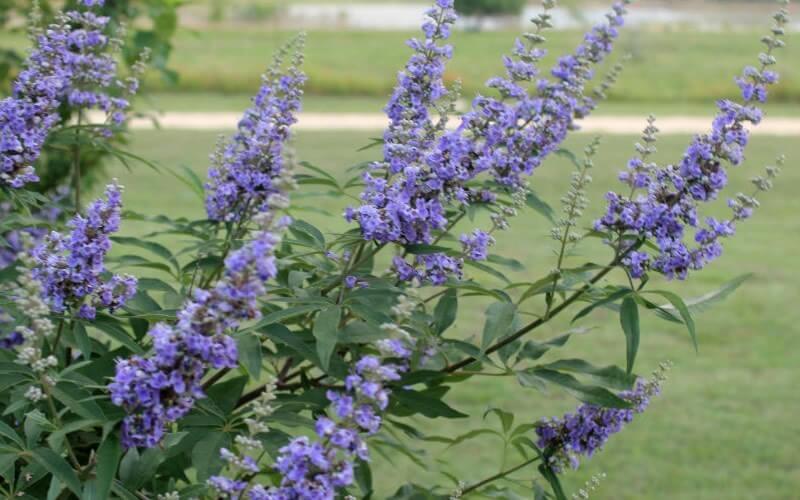 purple chaste tree flowers