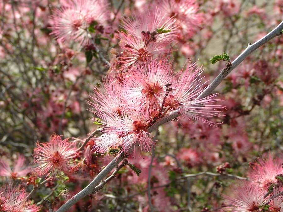 pink fairy duster blooms
