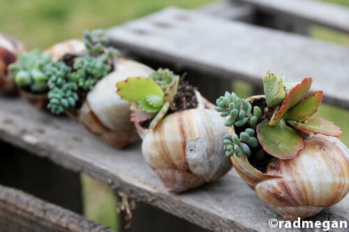 succulents planted in seashells, garden planters diy