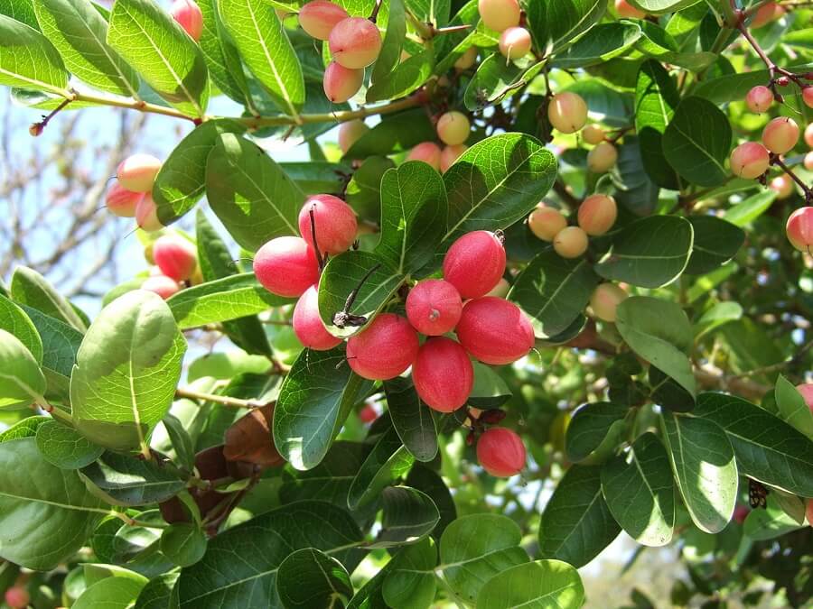 natal plum fruits