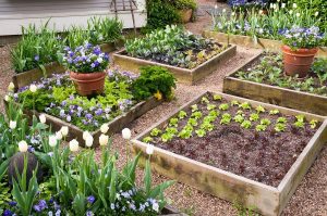 1 different raised garden beds