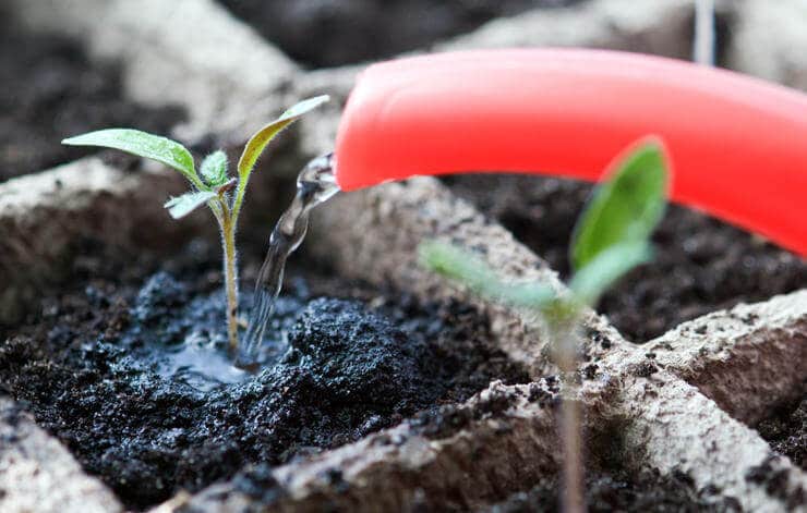 watering seedling with a hose